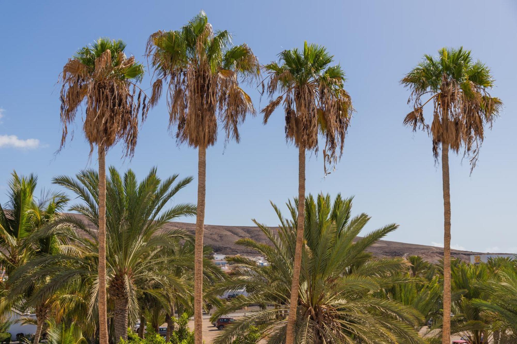 טרחלחו Palm Beach Fuerteventura מראה חיצוני תמונה